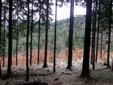Tenhle les jsme potkali pece jen o kousek pozdji - a cestou k Velikm.