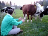 Že nejsou krávy jako krávy, ví po tomhle víkendu nejen Vlado, ale i já:-)