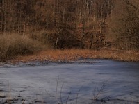 Pedja v Ostrav a na Prajzsk aneb do Rohova a zptky. 