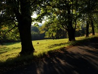 Obora na Hukvaldech na konci lta.