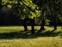 Obora na Hukvaldech na konci lta.