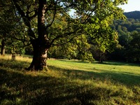 Obora na Hukvaldech na konci lta.