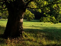 Obora na Hukvaldech na konci lta.