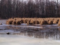 Odra mezi Polankou nad Odrou a Starou Blou.