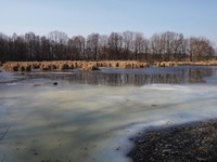 Odra mezi Polankou nad Odrou a Starou Blou.