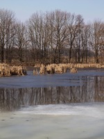 Odra mezi Polankou nad Odrou a Starou Blou.