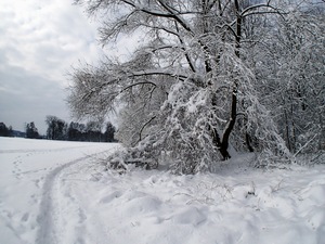 Ladovsk zima v Ostrav.